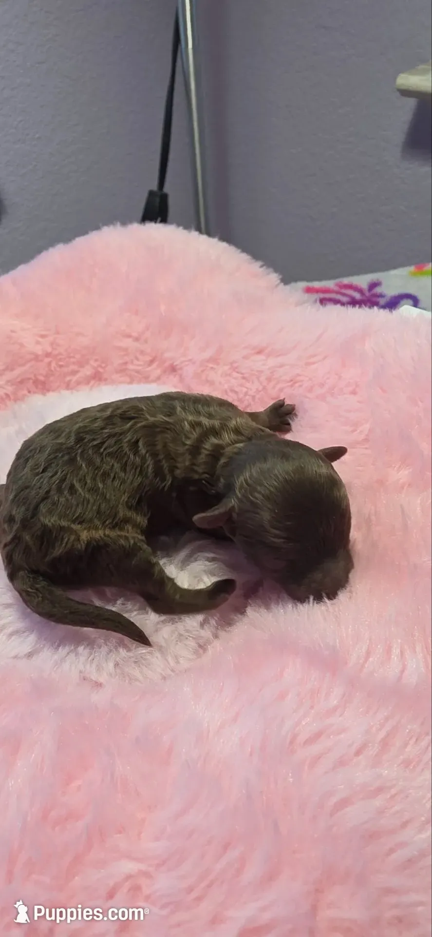 AKC Brown female, a female Poodle - Toy  for sale in Aubrey, TX – 4 of 7