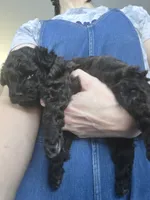 AKC Sable Female, a female Poodle - Toy  for sale in Aubrey, TX – 2 of 8