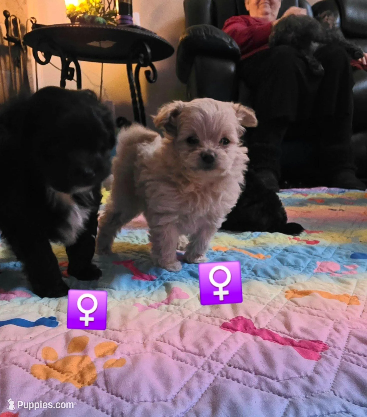 Black& white pomapoo female #2, a female Pomapoo for sale in Aubrey, TX – Photo 2 of 2