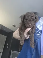 AKC Brown female, a female Poodle - Toy  for sale in Aubrey, TX – 1 of 7