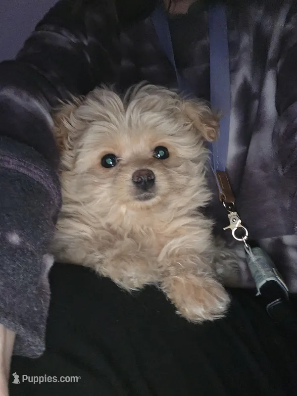 "BUFF" pomapoo male – Pomapoo puppy for sale in Aubrey, TX