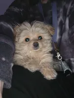 "BUFF" pomapoo male, a male Pomapoo for sale in Aubrey, TX – Photo 1 of 3