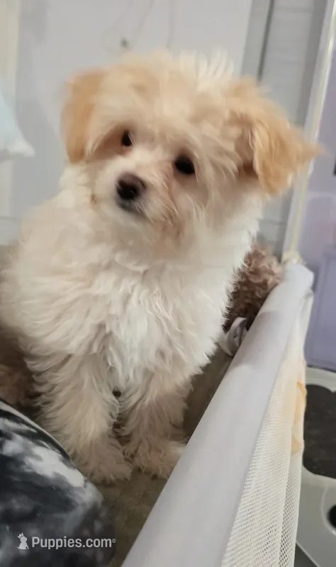 "BUFF" pomapoo male – Pomapoo puppy for sale in Aubrey, TX