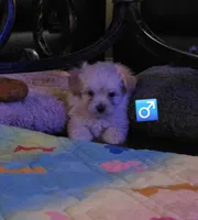 Cream pomapoo male, a male Pomapoo for sale in Aubrey, TX – Photo 1 of 2