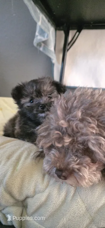 Extra small pomapoo boy – Pomapoo puppy for sale in Aubrey, TX