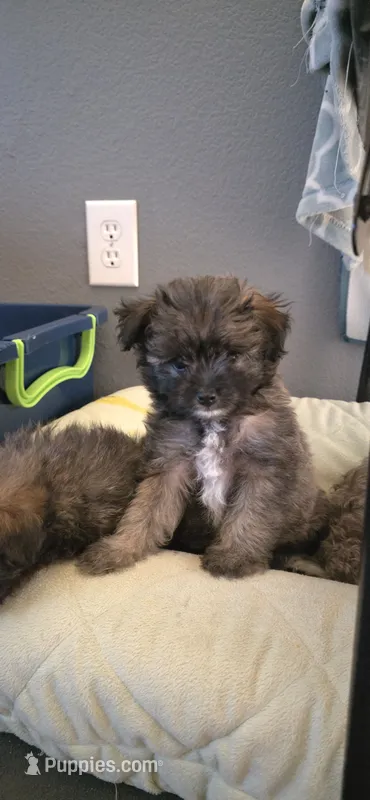 Pomapoo girl – Pomapoo puppy for sale in Aubrey, TX