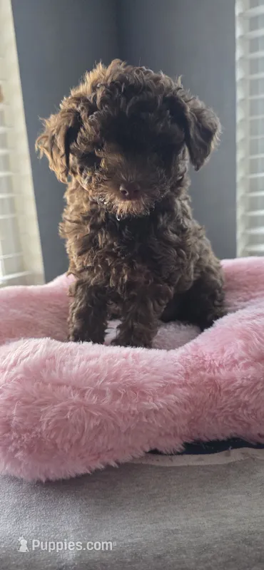 AKC Cafè female – Poodle - Toy  puppy for sale in Aubrey, TX