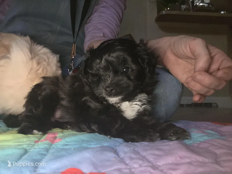 Black& white pomapoo female #2 – Pomapoo puppy for sale in Aubrey, TX