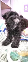 "EBONY" Pomapoo Female, a female Pomapoo for sale in Aubrey, TX – Photo 2 of 4
