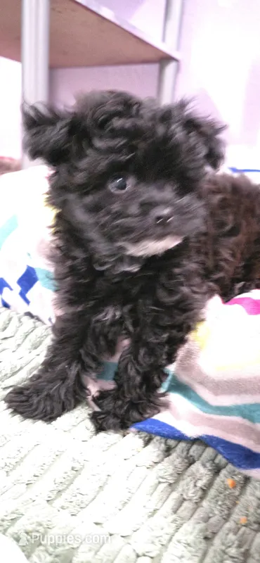 "EBONY" Pomapoo Female – Pomapoo puppy for sale in Aubrey, TX
