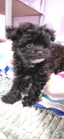 "EBONY" Pomapoo Female, a female Pomapoo for sale in Aubrey, TX – Photo 1 of 4