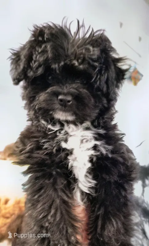 "EBONY" Pomapoo Female – Pomapoo puppy for sale in Aubrey, TX