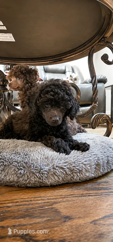 AKC Blue Female – Poodle - Toy  puppy for sale in Aubrey, TX