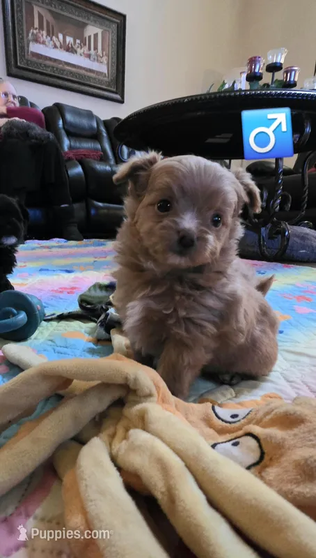 Red pomapoo Male – Pomapoo puppy for sale in Aubrey, TX