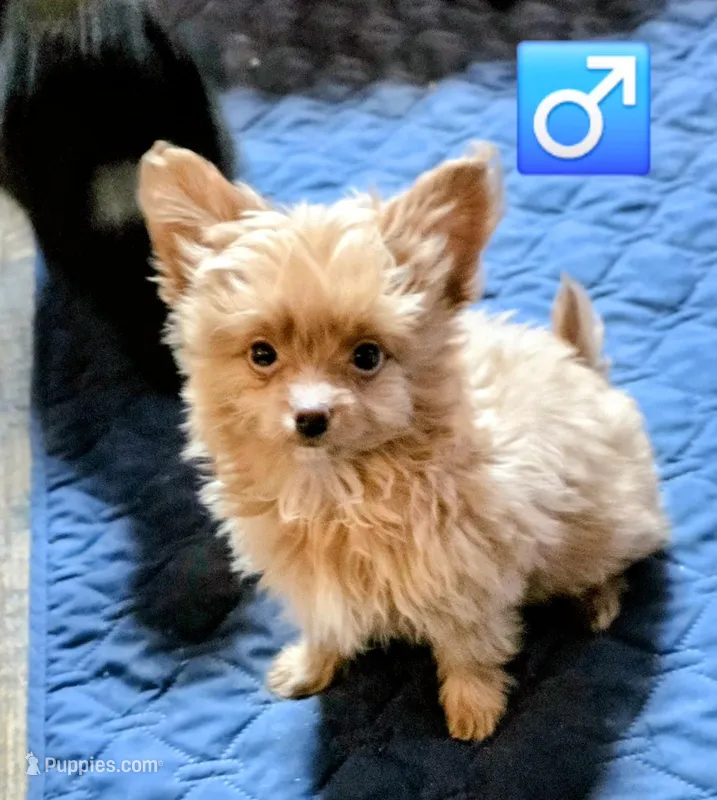 "Rusty" pomapoo Male – Pomapoo puppy for sale in Aubrey, TX
