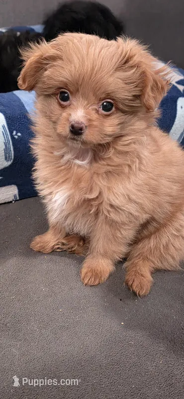 "Rusty" pomapoo Male – Pomapoo puppy for sale in Aubrey, TX
