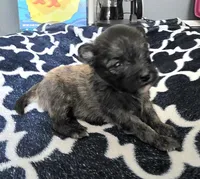 Extra small pomapoo boy, a male Pomapoo for sale in Aubrey, TX – 1 of 3