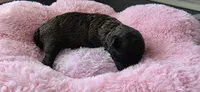 AKC Sable Female, a female Poodle - Toy  for sale in Aubrey, TX – 5 of 6