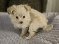 Small pomapoo girl, a female Pomapoo for sale in Aubrey, TX – 2 of 3