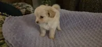 Small pomapoo girl, a female Pomapoo for sale in Aubrey, TX – 3 of 3