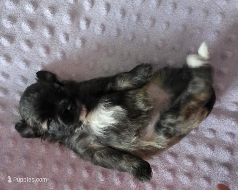 Chunky pomapoo girl – Pomapoo puppy for sale in Aubrey, TX