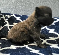 Extra small pomapoo boy, a male Pomapoo for sale in Aubrey, TX – 3 of 3