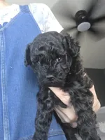 AKC Sable Female, a female Poodle - Toy  for sale in Aubrey, TX – 1 of 8