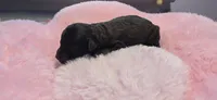 AKC Sable Female, a female Poodle - Toy  for sale in Aubrey, TX – 4 of 6