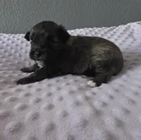 Chunky pomapoo girl, a female Pomapoo for sale in Aubrey, TX – 2 of 3