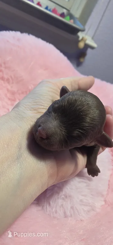 AKC Brown female – Poodle - Toy  puppy for sale in Aubrey, TX