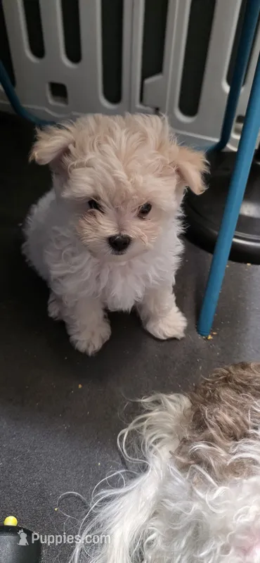 Sweet pomapoo boy – Pomapoo puppy for sale in Aubrey, TX