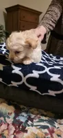 Tiny Pomapoo boy, a male Pomapoo for sale in Aubrey, TX – 2 of 2