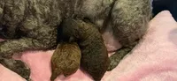 AKC Sable Female, a female Poodle - Toy  for sale in Aubrey, TX – 6 of 6