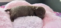 AKC Brown female, a female Poodle - Toy  for sale in Aubrey, TX – 7 of 7