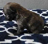 Extra small pomapoo boy, a male Pomapoo for sale in Aubrey, TX – 2 of 3