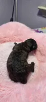 AKC Sable Female, a female Poodle - Toy  for sale in Aubrey, TX – 3 of 6