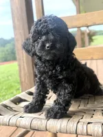 Honey, a female Poodle - Miniature  for sale in Westfield, IN – 5 of 5