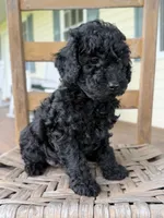 Tommy, a male Maltipoo for sale in Westfield, IN – 3 of 3