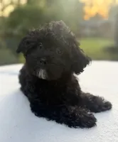 Homer, a male Poodle - Miniature  and Morkie for sale in Westfield, IN – 2 of 4
