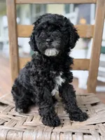 Nancy, a female Maltipoo for sale in Westfield, IN – 3 of 3