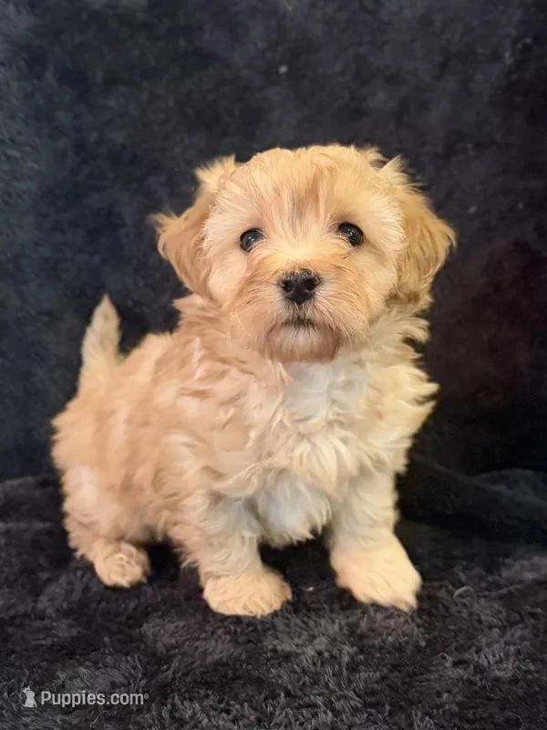 Willow – Maltipoo puppy for sale in Westfield, IN