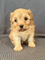 Willow, a female Maltipoo for sale in Westfield, IN – Photo 3 of 4