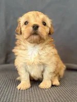 Willow, a female Maltipoo for sale in Westfield, IN – Photo 2 of 4