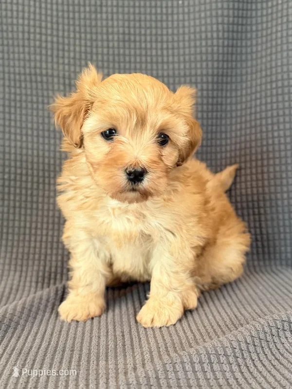 Willow – Maltipoo puppy for sale in Westfield, IN