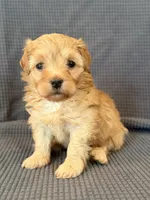 Willow, a female Maltipoo for sale in Westfield, IN – Photo 1 of 4