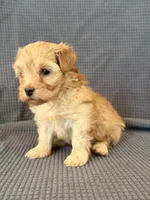 Willow, a female Maltipoo for sale in Westfield, IN – Photo 4 of 4