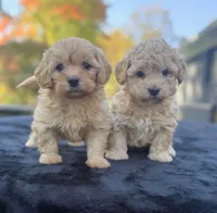 Belle, a female Maltipoo for sale in Westfield, IN – 4 of 4