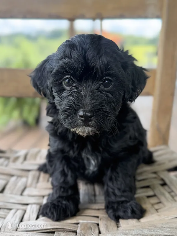 Frankie  – Maltipoo puppy for sale in Morehead, KY
