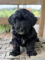 Frankie , a male Maltipoo for sale in Morehead, KY – 2 of 3