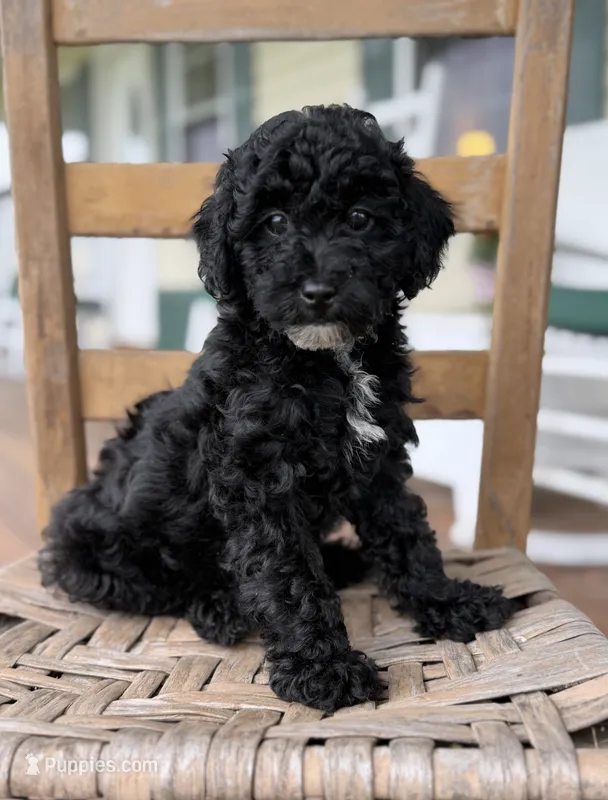 Joey – Maltipoo puppy for sale in Westfield, IN